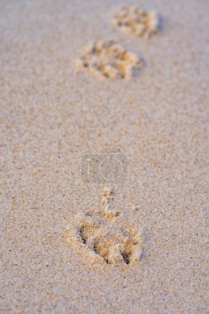 Foto de Huellas de perro en arena húmeda amarilla a la luz del sol, en el día de verano, Huellas de animal en arena. Caminando solo en la playa. Rastros en arena - Imagen libre de derechos