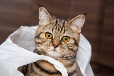 tabby cat sits in a white bag