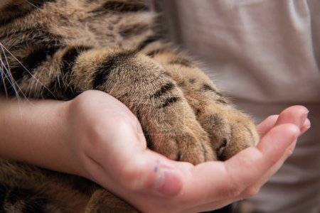 Foto de Striped cat paws in the palm - Imagen libre de derechos