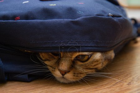 Foto de El gatito mira fuera de la bolsa en el suelo en la habitación - Imagen libre de derechos