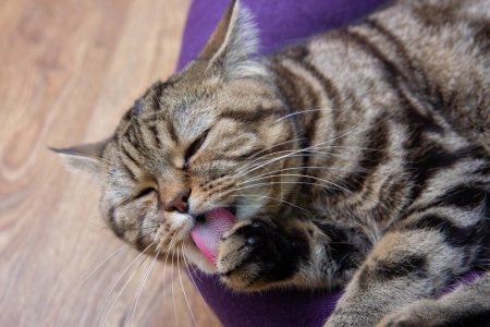 Foto de Gato lindo lavándose, retrato de un gato lindo mientras se lava a sí mismo, lengua de gato rosa - Imagen libre de derechos