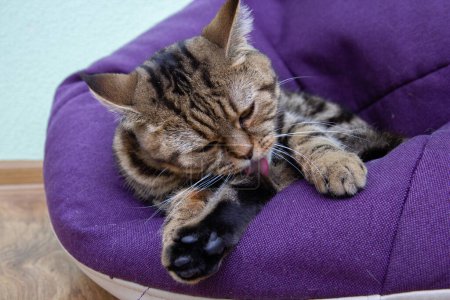 Foto de Gato lindo lavándose, retrato de un gato lindo mientras se lava a sí mismo, lengua de gato rosa - Imagen libre de derechos
