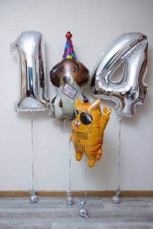 Téléchargez les photos : Feuille d'argent numéros 14 ballons, chat orange avec lunettes, chien dans une casquette - en image libre de droit