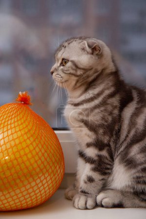 Foto de Lindo rayas pliegue gatito en la mesa con pomelo fruta - Imagen libre de derechos