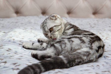 chat écossais gris à oreilles croisées se lave sur le lit