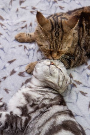 un chat lave son bébé chat, deux chats sur le lit lavage, chats écossais