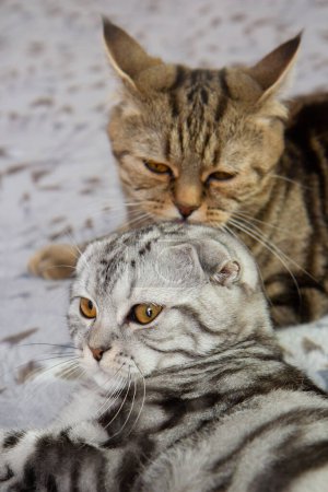un gato lava a su bebé gato, dos gatos en la cama lavado, gatos escoceses