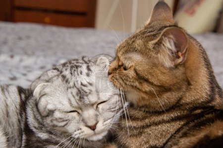 eine Katze wäscht ihr Katzenbaby, zwei Katzen auf dem Bett waschen, schottische Katzen