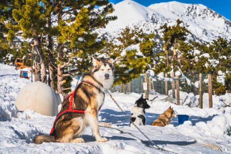 Photo for Happy Huskey dogs sitting on the snow, waiting to pull sleigh, snow capped mountains and forest in background. Ski winter holidays, Andorra, Pyrenees - Royalty Free Image