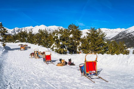 Photo for Group of Huskey in many dog sleds, waiting for a ride, snow capped mountains and forest in background. Ski winter holidays, Andorra, Pyrenees - Royalty Free Image