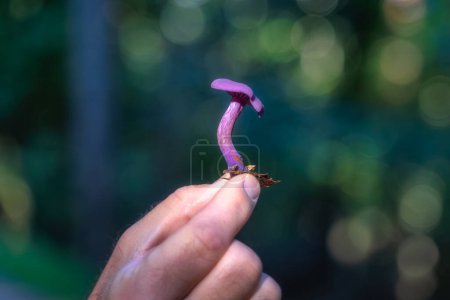 Photo for Small beautiful purple mushroom, Amethyst Deceiver, Latin name Laccaria Amethystine, hold by male hand with blurred background, Wicklow, Ireland - Royalty Free Image