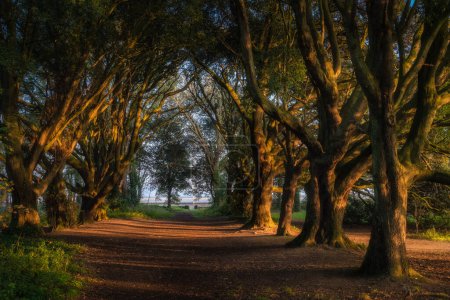Téléchargez les photos : Chemin de randonnée entouré de chênes majestueux illuminés par la lumière du soleil au coucher du soleil à st Annes Park, Dublin, Irlande - en image libre de droit