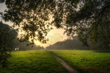 Téléchargez les photos : Sentier pédestre et prairie entourés de chênes majestueux éclairés par la lumière du soleil au coucher du soleil à st Annes Park, Dublin, Irlande - en image libre de droit