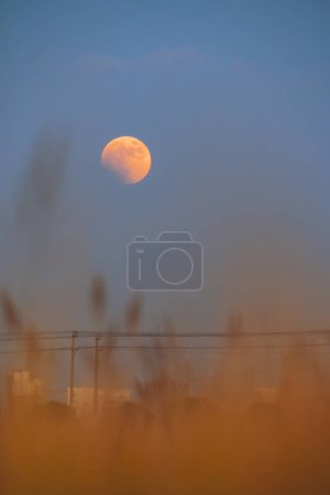 Téléchargez les photos : Total lunar eclipse and  rice fields - en image libre de droit