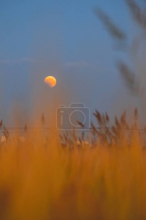 Foto de Total lunar eclipse and  rice fields - Imagen libre de derechos