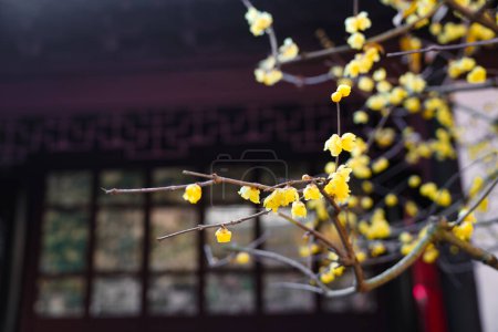 Chinesische antike Architektur und Pflaumenblüten