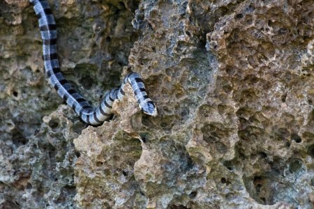 Foto de Serpiente marina venenosa krait en las piedras cerca del mar. Cola plana de labios amarillos - Imagen libre de derechos