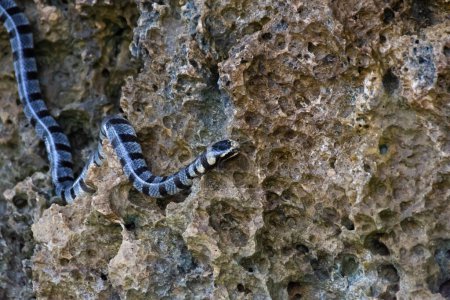 Photo for Poisonous sea snake krait on the stones near the sea. Yellow-lipped flattail - Royalty Free Image