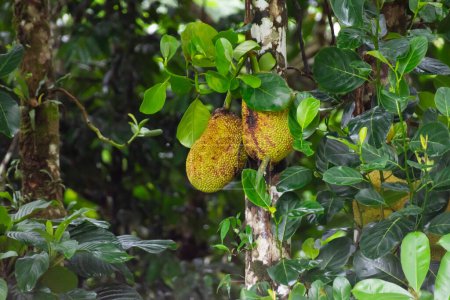 Photo for Jackfruit tree with huge ripe fruits among the jungle. High quality photo - Royalty Free Image