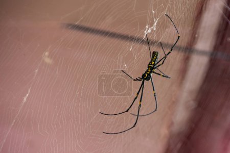 Foto de Tejedor de orbe dorado gigante La araña grande se sienta en una tela. Imágenes FullHD de alta calidad - Imagen libre de derechos