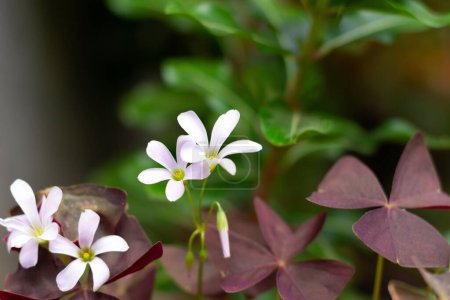 flor blanca oxalis con hojas púrpuras sobre un fondo verde. Flor de la felicidad. 
