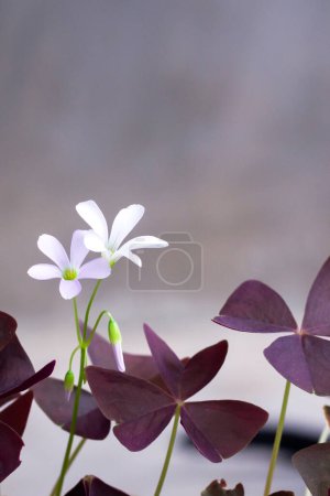 weiße Oxalis-Blume mit violetten Blättern auf grauem Hintergrund. Blume des Glücks. 