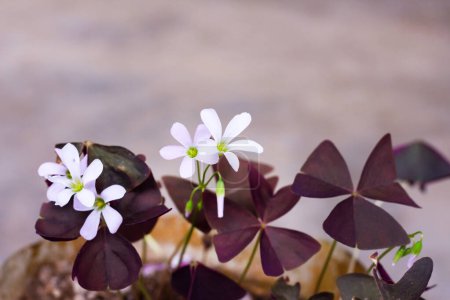 flor blanca oxalis con hojas púrpuras sobre un fondo gris. Flor de la felicidad. 