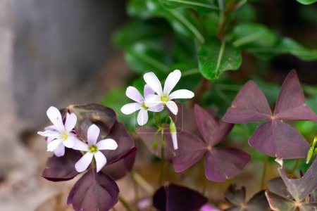 flor blanca oxalis con hojas púrpuras sobre un fondo verde. Flor de la felicidad. 