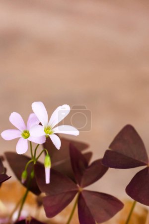 flor blanca oxalis con hojas púrpuras sobre un fondo de melocotón. Flor de la felicidad. 