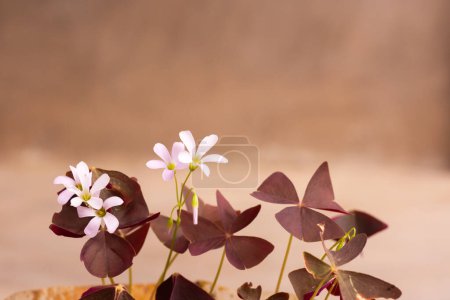 white oxalis flower with purple leaves on a peach background. Flower of happiness. 