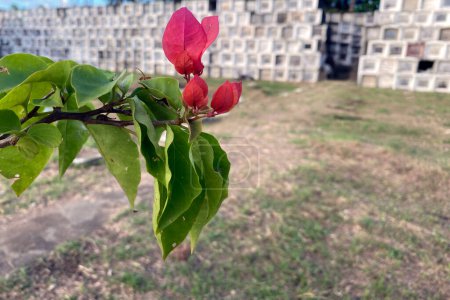 la floraison de Bougainvillea sur fond de cimetière philippin. 