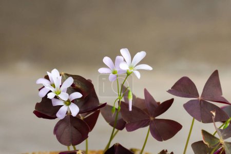 weiße Oxalis-Blume mit violetten Blättern auf grauem Hintergrund. Blume des Glücks. 