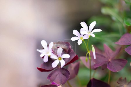 flor blanca oxalis con hojas púrpuras. Flor de la felicidad. 