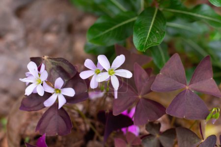 Photo for White oxalis flower with purple leaves on a green background. Flower of happiness. - Royalty Free Image