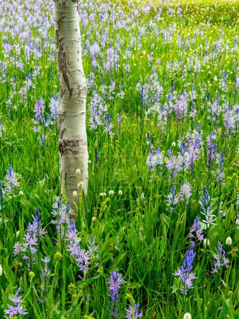 Foto de Flores silvestres de primavera con un solitario árbol de Aspen - Imagen libre de derechos