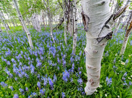 Foto de Flores silvestres azules en un suelo de bosque de árboles de Aspen - Imagen libre de derechos