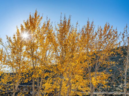 Téléchargez les photos : Autumn cottonwood trees with sun shining through - en image libre de droit