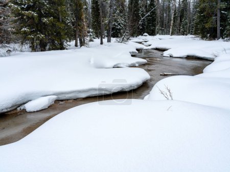Le ruisseau serpente dans une forêt en hiver