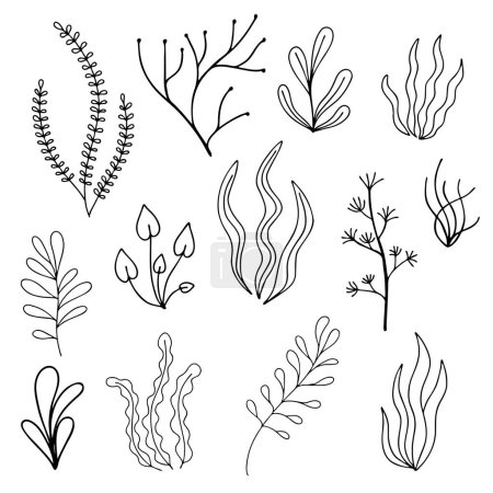 Vektorset aus handgezeichneten Algen. Lineare Darstellung isoliert auf weißem Hintergrund