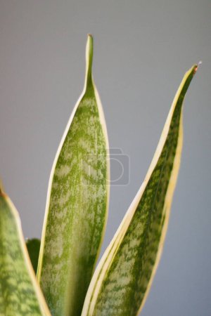 Photo for Pretty potted sansevieria trifasciata plant in growth phase - Royalty Free Image
