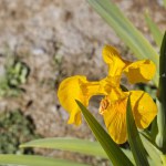 Striking yellow lily in the river park of Murcia