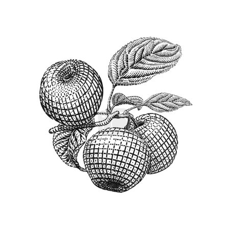 Illustration for Apple branch hand drawing vintage engraving illustration isolate on white background. Hand drawn tree branch with apples and leaves - Royalty Free Image