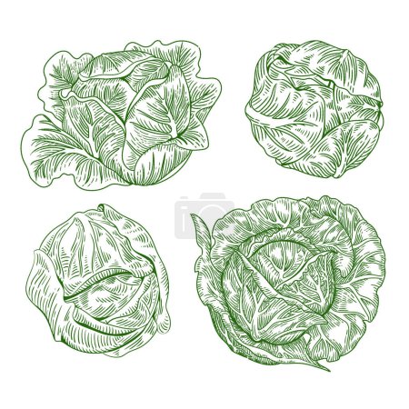 Illustration for Hand drawn vintage cabbage engraved pack - Royalty Free Image