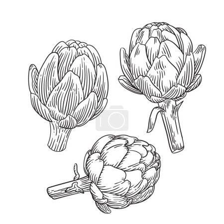 Illustration for Hand drawn engraving style artichokes illustrations. - Royalty Free Image