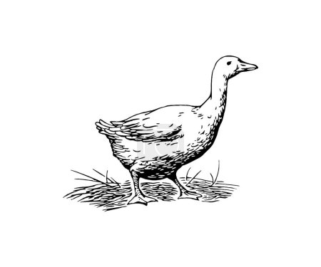 Téléchargez les illustrations : Dessin vectoriel d'une oie sur fond blanc - en licence libre de droit