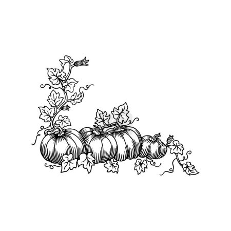 Ilustración de Calabaza con hojas y calabazas - Imagen libre de derechos