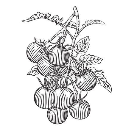 Téléchargez les illustrations : Hand drawn sketch of tomatoes. vector illustration - en licence libre de droit