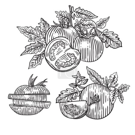 Ilustración de Boceto dibujado a mano de fruta. ilustración vectorial vintage. - Imagen libre de derechos