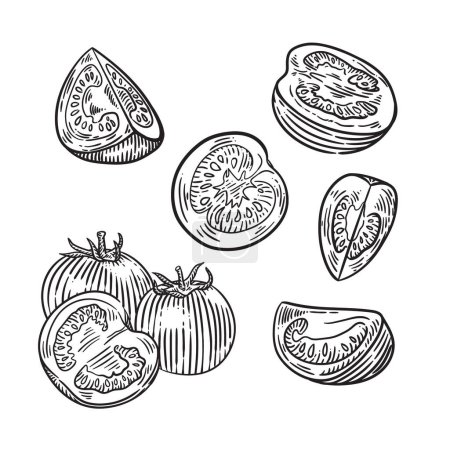 Ilustración de Tomates cherry dibujados a mano. ilustración vectorial - Imagen libre de derechos