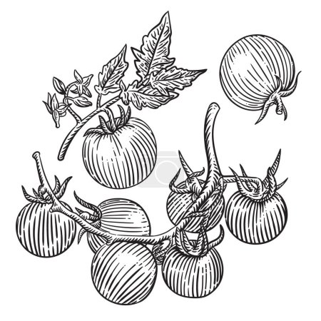 Téléchargez les illustrations : Tomates cerises tirées à la main. illustration vectorielle - en licence libre de droit